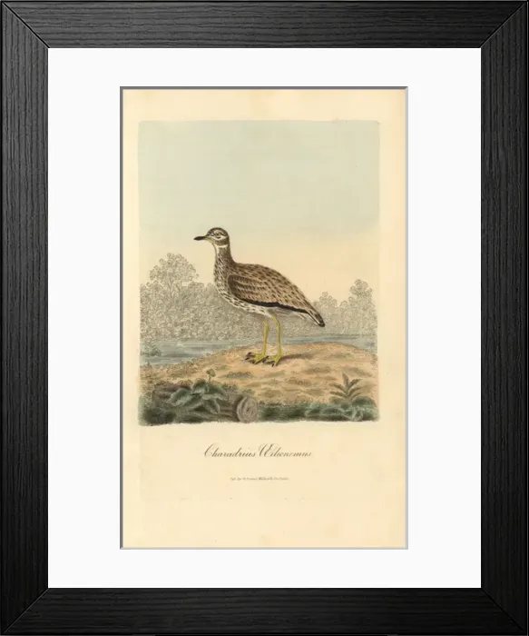 Framed Print : Stone curlew, Burhinus oedicnemus Framed Print : Stone curlew, Burhinus oedicnemus