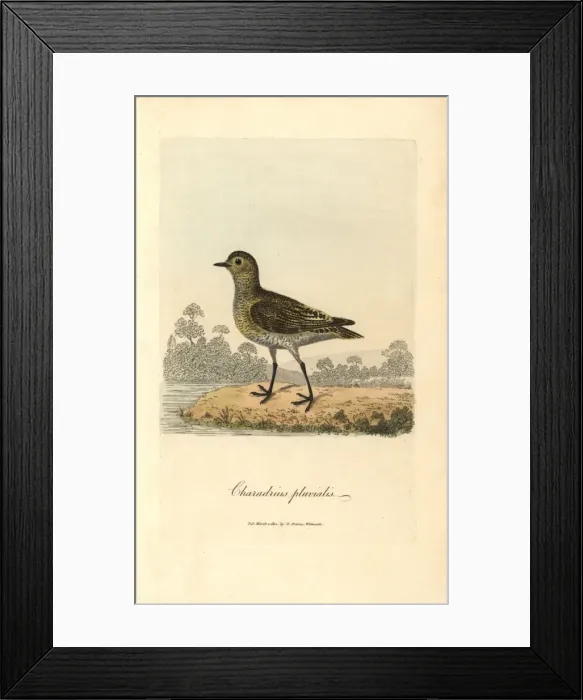 Framed Print : Common pochard or red-headed wigeon, Aythra ferina (female) Framed Print : Common pochard or red-headed wigeon, Aythra ferina (female)
