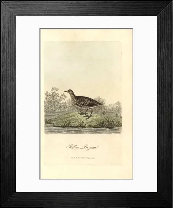 Framed Print : Spotted crake, Porzana porzana Framed Print : Spotted crake, Porzana porzana