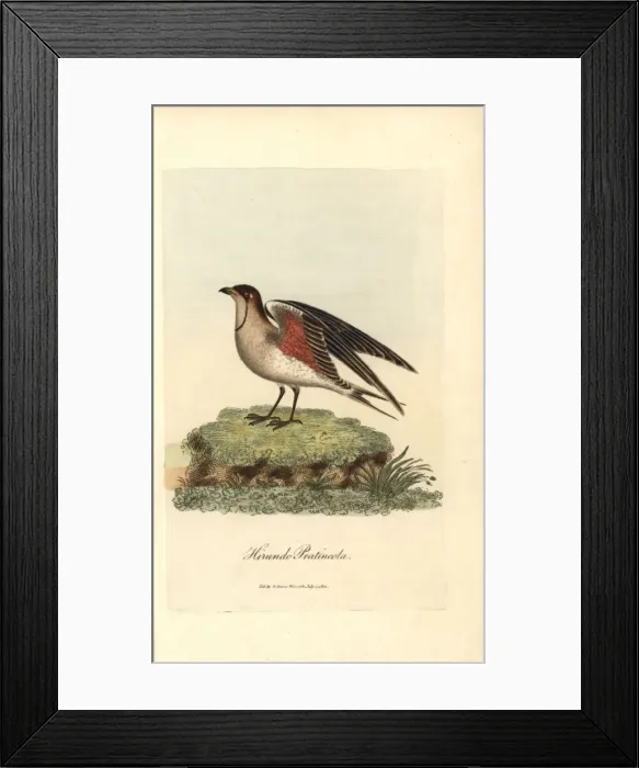 Framed Print : Collared pratincole, Glareola pratincola Framed Print : Collared pratincole, Glareola pratincola