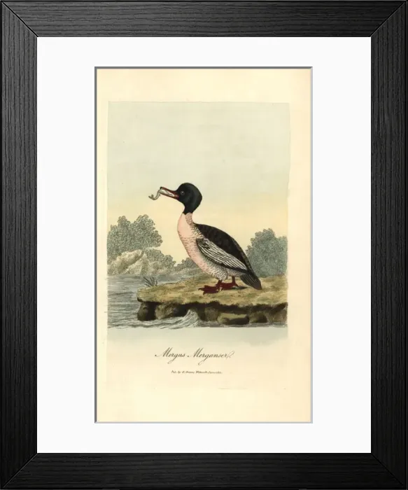 Framed Print : Goosander, Mergus merganser Framed Print : Goosander, Mergus merganser