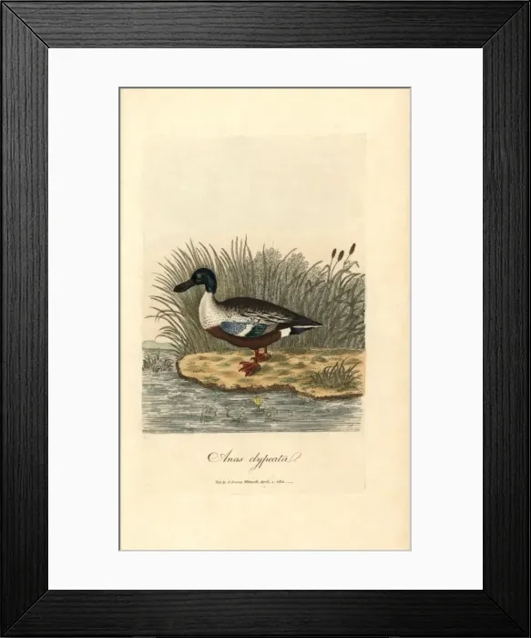 Framed Print : Northern shoveler, Anas clypeata Framed Print : Northern shoveler, Anas clypeata