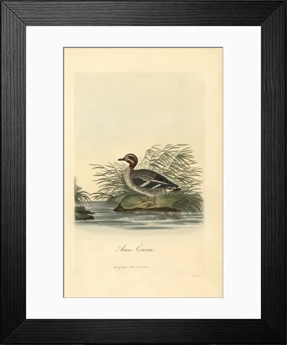 Framed Print : Common tern, Sterna hirundo Framed Print : Common tern, Sterna hirundo