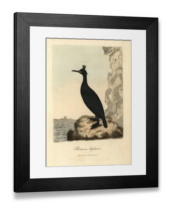 Framed Print : European shag, Phalacrocorax aristotelis Framed Print : European shag, Phalacrocorax aristotelis