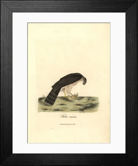 Framed Print : Eurasian sparrowhawk, Accipiter nisus (male) Framed Print : Eurasian sparrowhawk, Accipiter nisus (male)