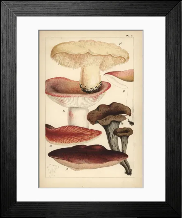 Framed Print : Wood hedgehog, flirt, beefsteak mushroom Framed Print : Wood hedgehog, flirt, beefsteak mushroom