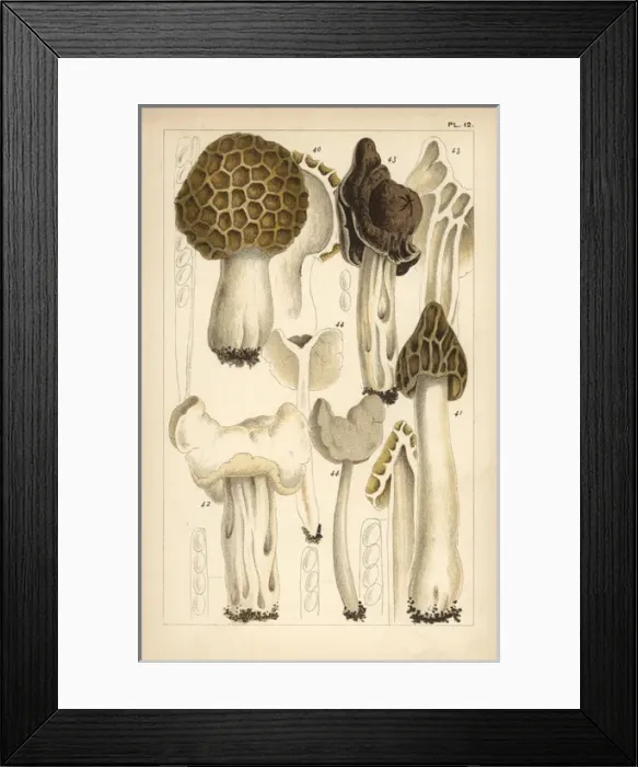 Framed Print : Morel, saddle and helvella mushrooms Framed Print : Morel, saddle and helvella mushrooms