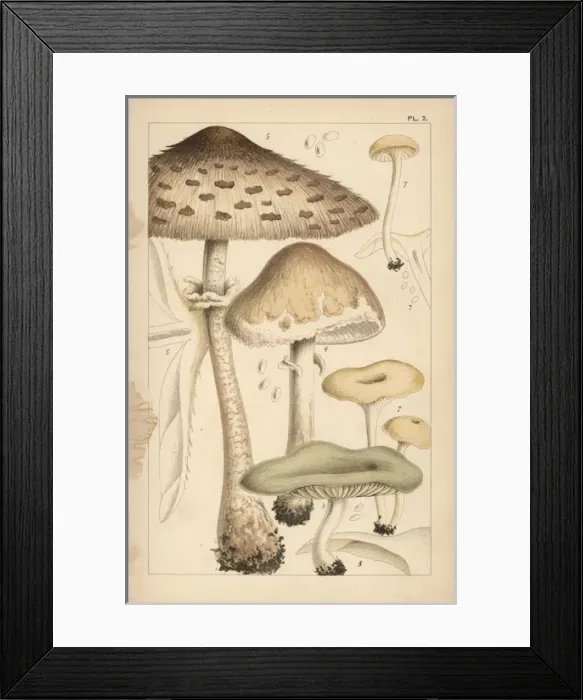 Framed Print : Pasture mushrooms, fragrant funnel, and aniseed toadstool Framed Print : Pasture mushrooms, fragrant funnel, and aniseed toadstool
