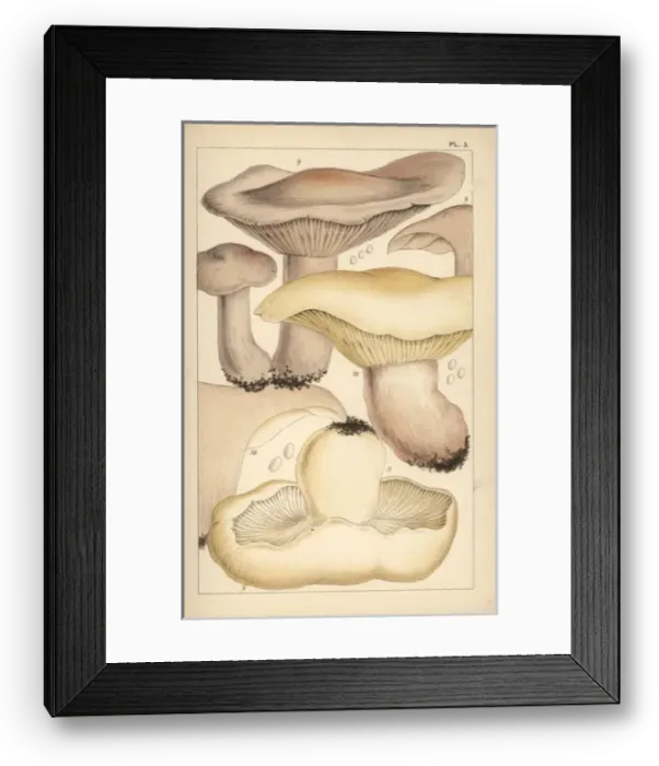 Framed Print : Wood blewit, field blewit, and St Georges mushroom Framed Print : Wood blewit, field blewit, and St Georges mushroom