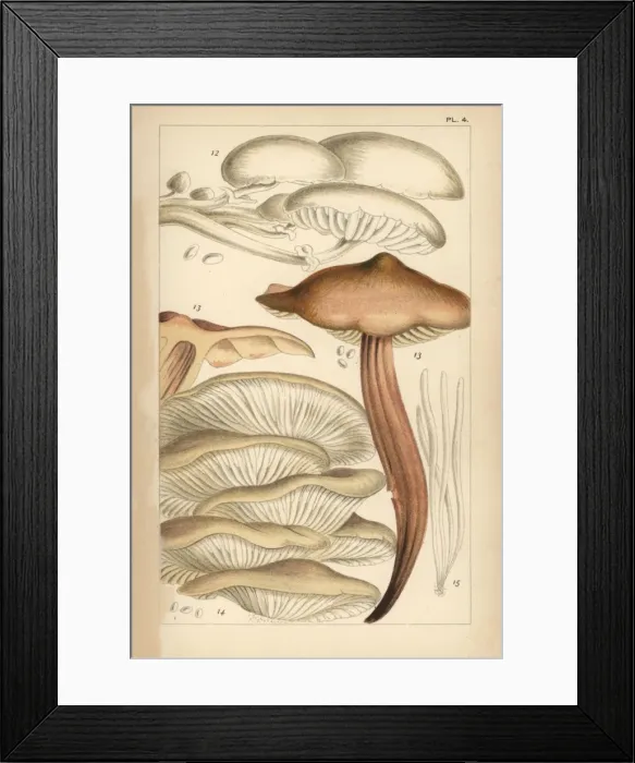 Framed Print : Porcelain, spindleshank, oyster mushroom and fairy fingers Framed Print : Porcelain, spindleshank, oyster mushroom and fairy fingers