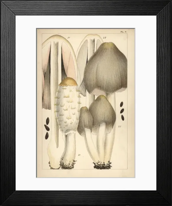 Framed Print : Shaggy ink cap and common ink cap mushroom Framed Print : Shaggy ink cap and common ink cap mushroom
