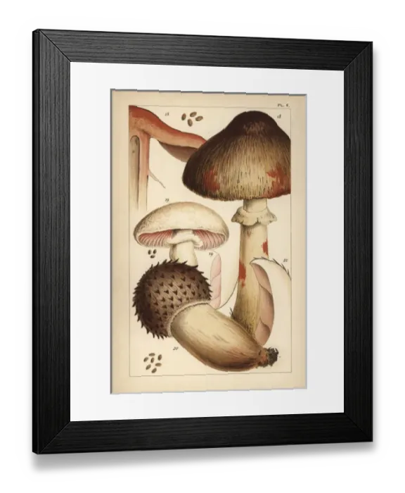 Framed Print : Bleeding mushroom and field mushrooms Framed Print : Bleeding mushroom and field mushrooms