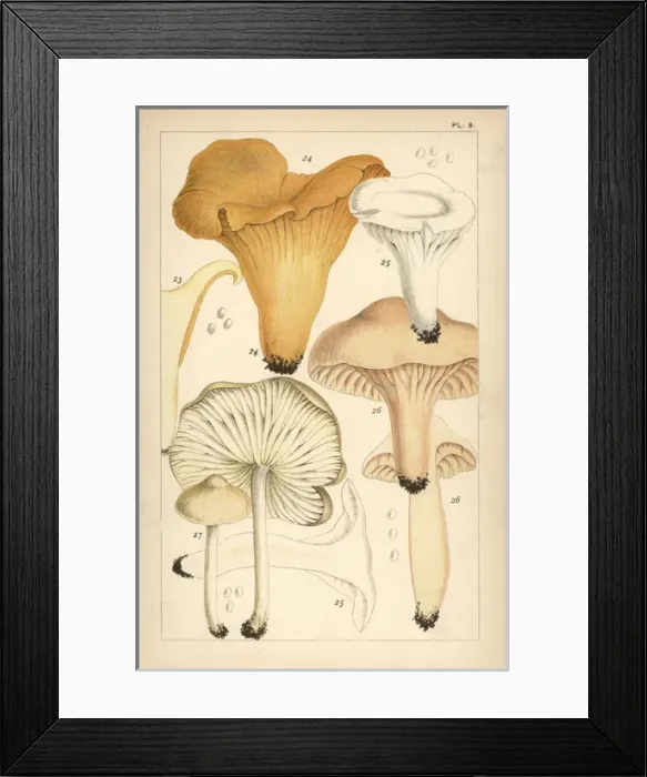 Framed Print : Golden chanterelle, gilled mushroom, waxy cap Framed Print : Golden chanterelle, gilled mushroom, waxy cap