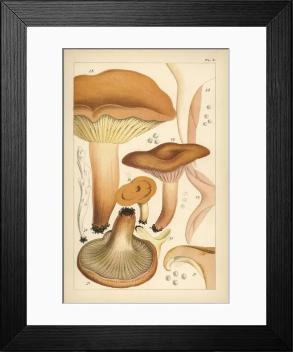 Framed Print : Weeping milk cap, mild milk cap, saffron milkcap Framed Print : Weeping milk cap, mild milk cap, saffron milkcap