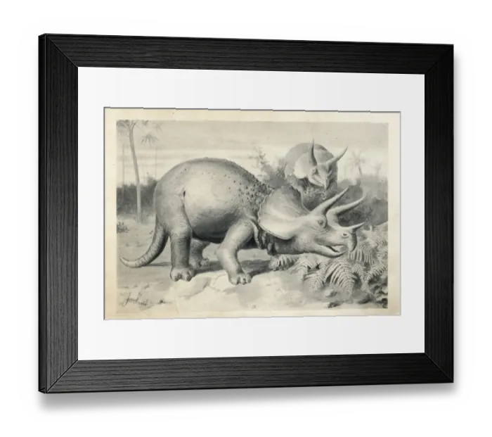 Framed Print : Triceratops prorsus Framed Print : Triceratops prorsus