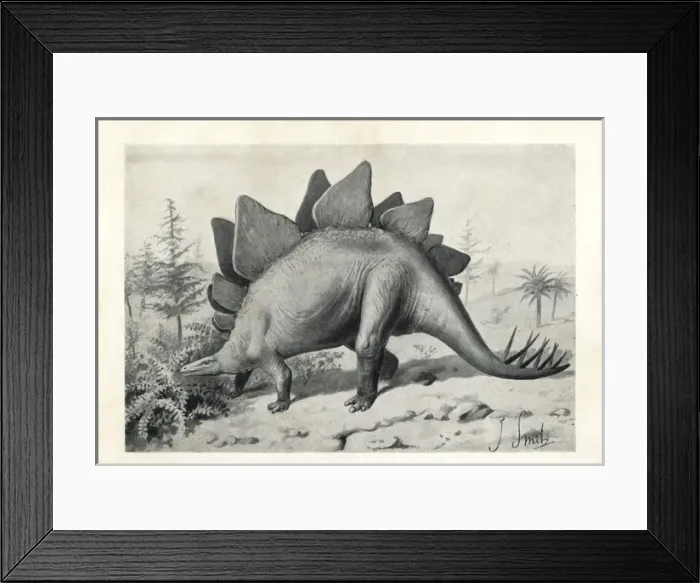 Framed Print : Stegosaurus ungulatus, dubious species Framed Print : Stegosaurus ungulatus, dubious species