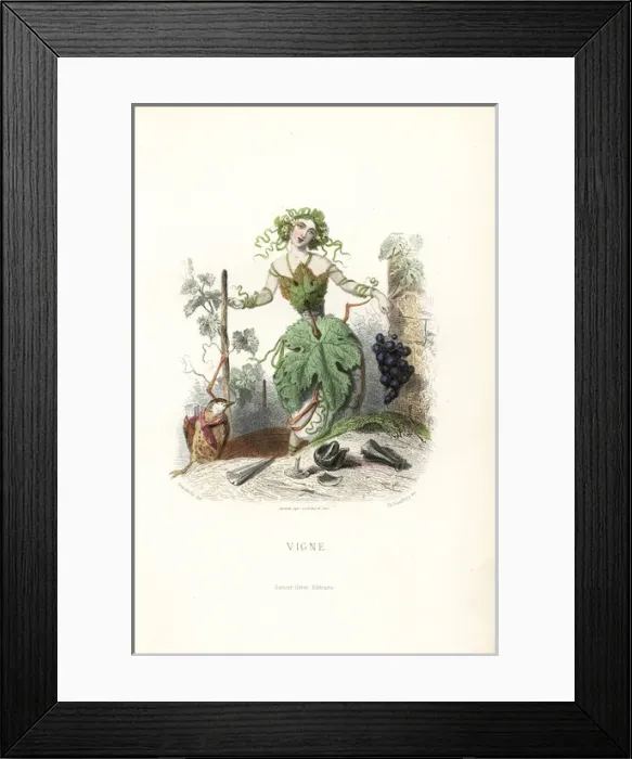 Framed Print : Tipsy grapevine flower fairy, Vitis vinifera Framed Print : Tipsy grapevine flower fairy, Vitis vinifera