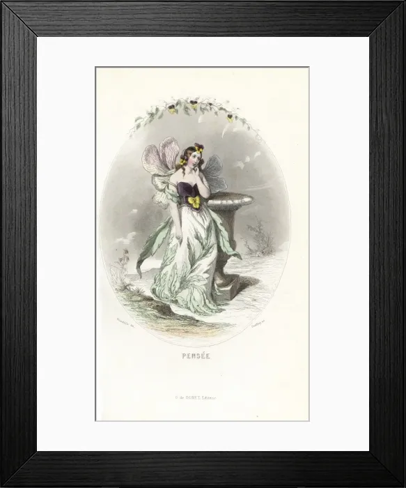 Framed Print : Pansy flower fairy, Viola tricolor Framed Print : Pansy flower fairy, Viola tricolor