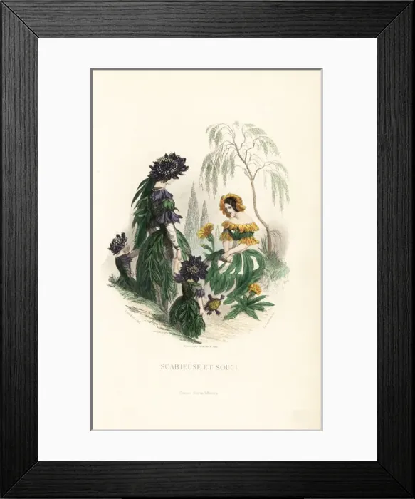 Framed Print : Sweet scabious and marigold flower fairies Framed Print : Sweet scabious and marigold flower fairies