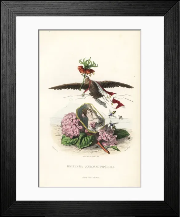 Framed Print : Emblematic illustration of hortensia and crown Framed Print : Emblematic illustration of hortensia and crown