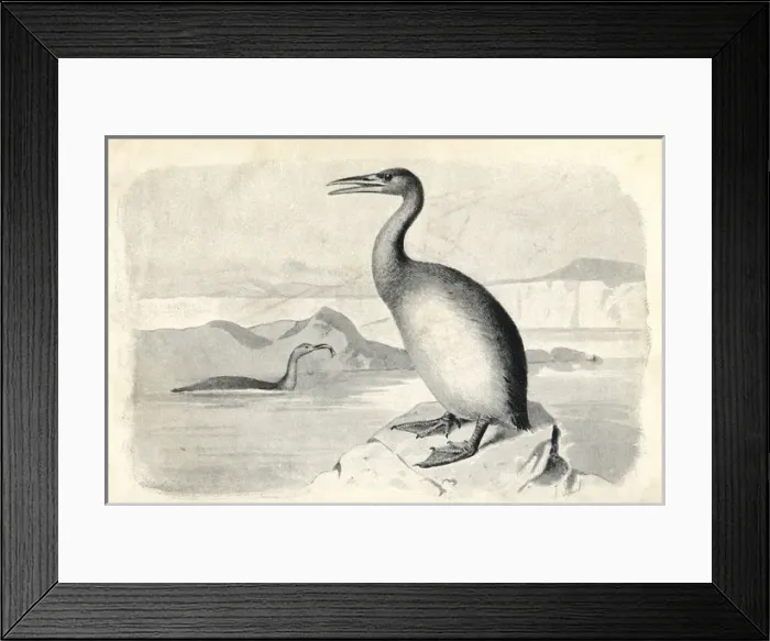 Framed Print : Hesperornis regalis Framed Print : Hesperornis regalis