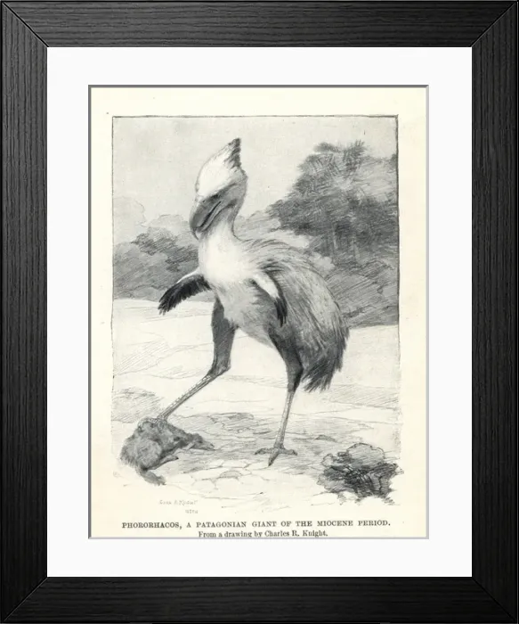 Framed Print : Phorusrhacos longissimus Framed Print : Phorusrhacos longissimus