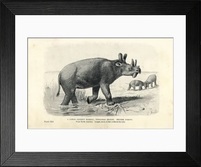 Framed Print : Tetheopsis ingens Framed Print : Tetheopsis ingens