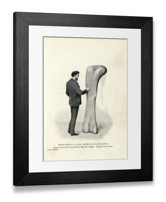 Framed Print : Atlantosaurus thigh bone Framed Print : Atlantosaurus thigh bone