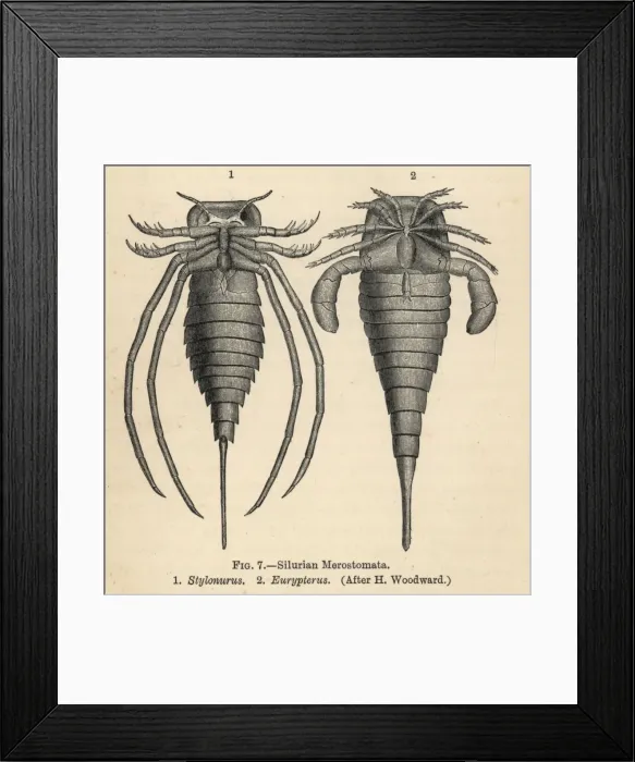 Framed Print : Silurian merostomata or sea scorpions Framed Print : Silurian merostomata or sea scorpions