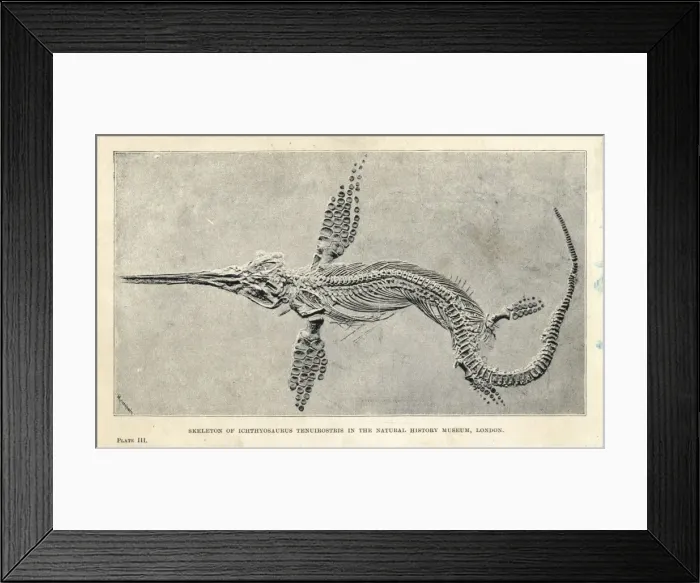 Framed Print : Leptonectes tenuirostris skeleton Framed Print : Leptonectes tenuirostris skeleton