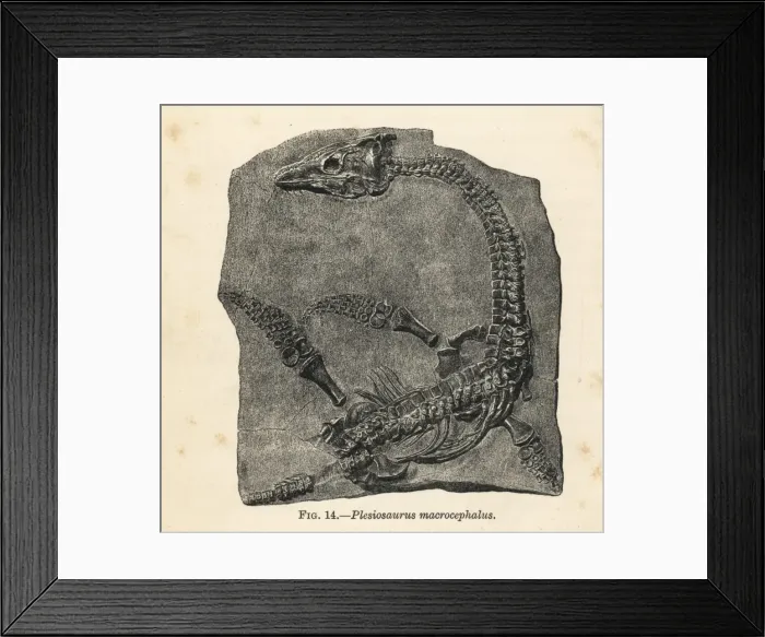 Framed Print : Plesiosaurus macrocephalus fossil skeleton Framed Print : Plesiosaurus macrocephalus fossil skeleton