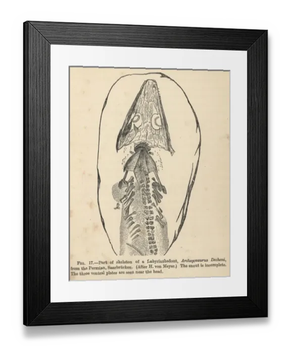 Framed Print : Archegosaurus decheni skeleton Framed Print : Archegosaurus decheni skeleton