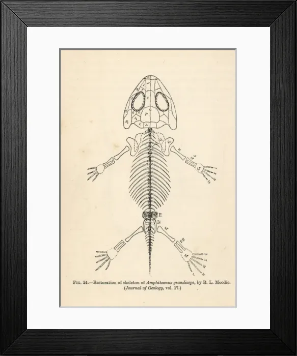 Framed Print : Amphibamus grandiceps Framed Print : Amphibamus grandiceps