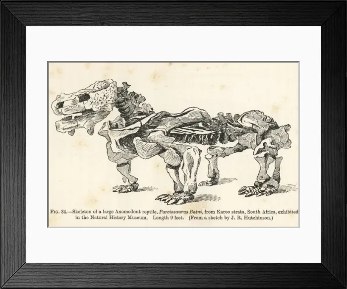 Framed Print : Pareiasaurus serridens skeleton Framed Print : Pareiasaurus serridens skeleton