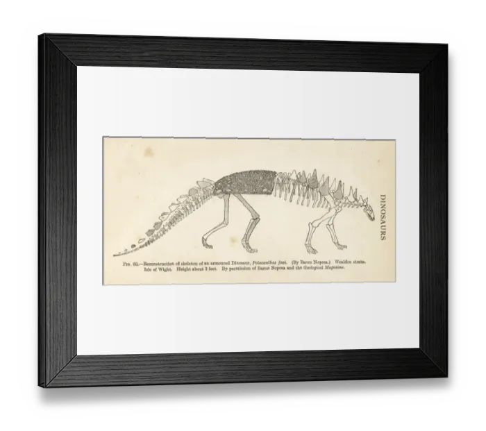 Framed Print : Polacanthus foxii skeleton Framed Print : Polacanthus foxii skeleton