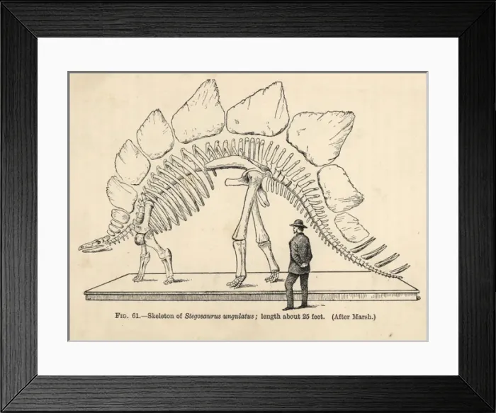 Framed Print : Stegosaurus armatus skeleton Framed Print : Stegosaurus armatus skeleton