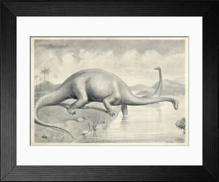 Framed Print : Diplodocus carnegii Framed Print : Diplodocus carnegii