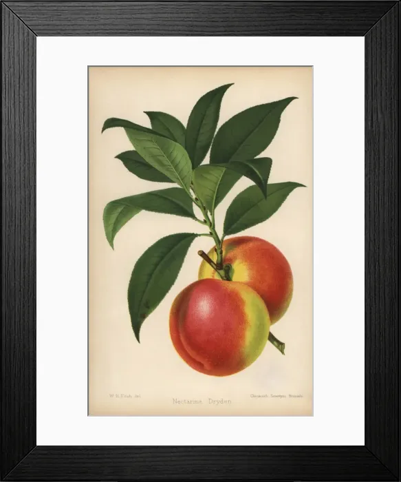 Framed Print : Dryden nectarine, Prunus persica Framed Print : Dryden nectarine, Prunus persica