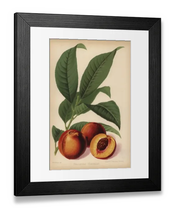 Framed Print : Humboldt nectarine, Prunus persica cultivar Framed Print : Humboldt nectarine, Prunus persica cultivar