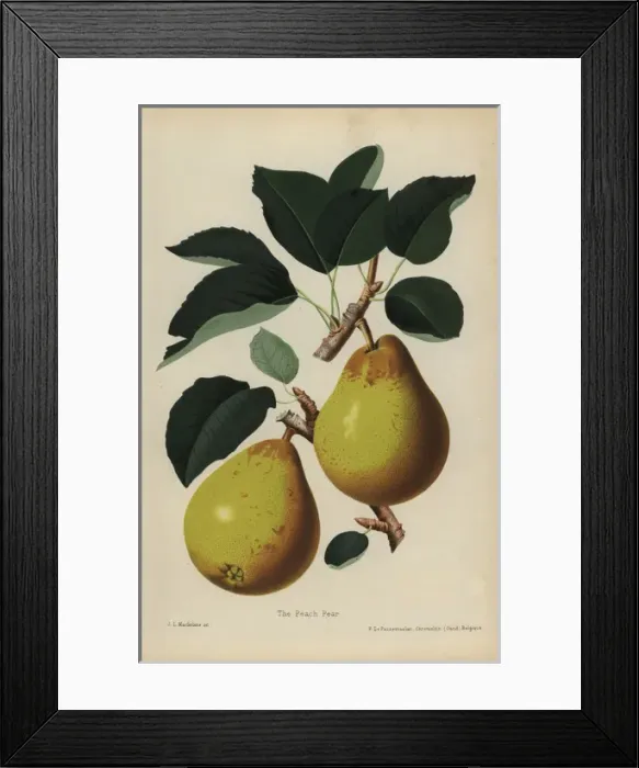 Framed Print : Peach pear, Pyrus communis cultivar Framed Print : Peach pear, Pyrus communis cultivar