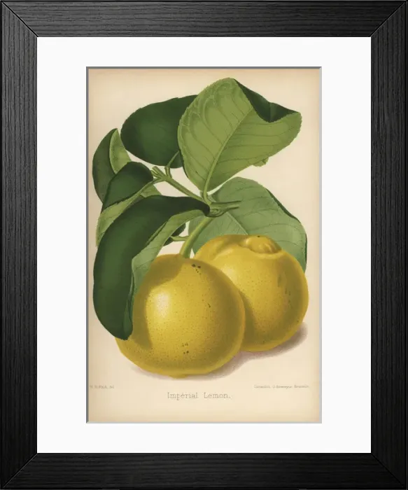 Framed Print : Imperial lemon cultivar, Citrus x limon Framed Print : Imperial lemon cultivar, Citrus x limon