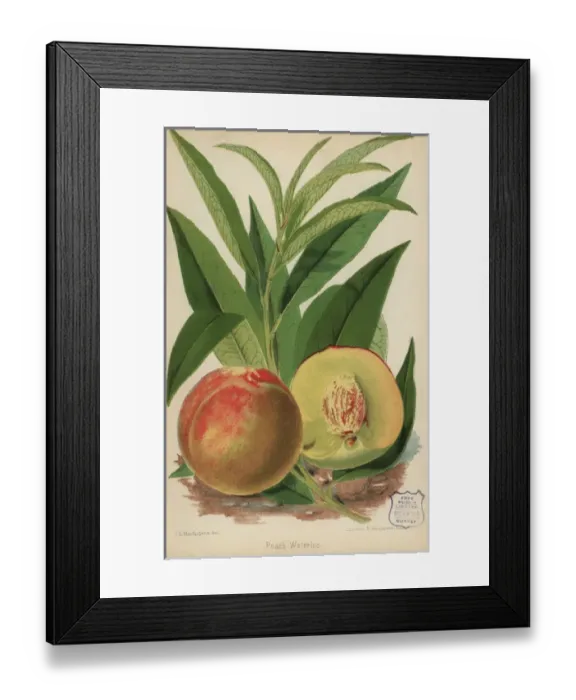 Framed Print : Peach cultivar Waterloo, Prunus persica Framed Print : Peach cultivar Waterloo, Prunus persica