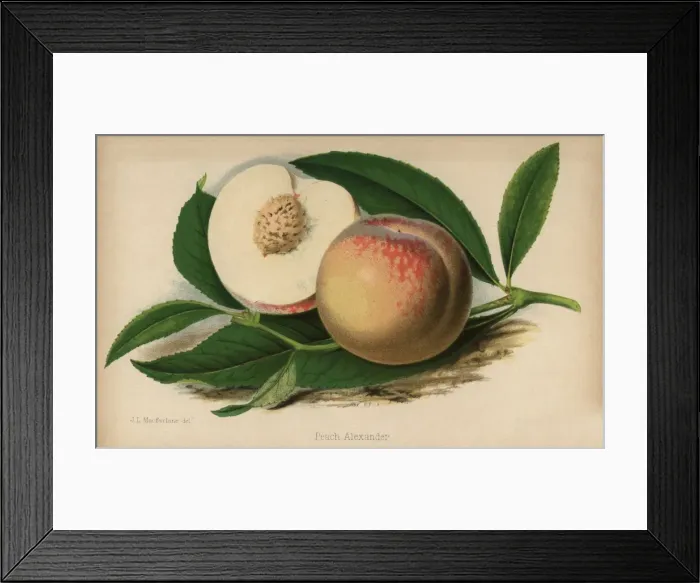 Framed Print : Peach alexander cultivar, Prunus persica Framed Print : Peach alexander cultivar, Prunus persica