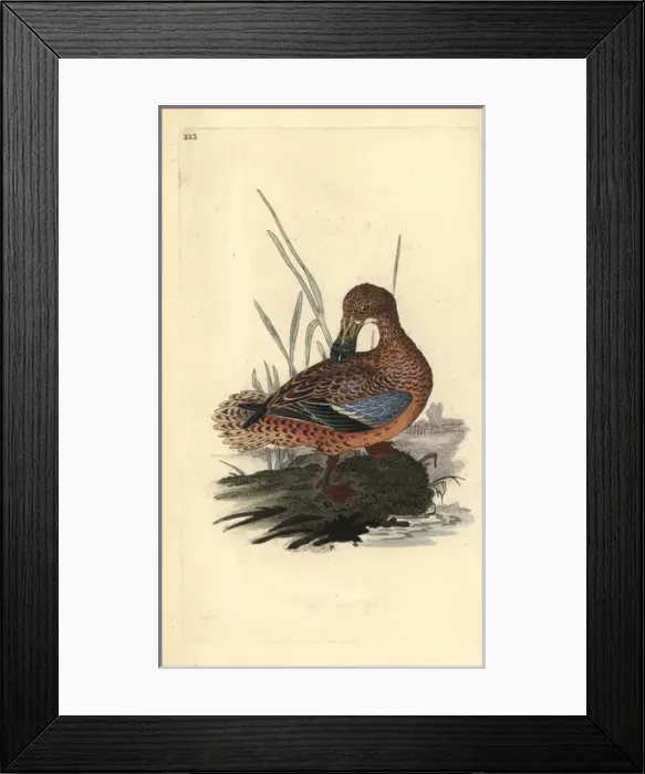 Framed Print : Black grouse or blackgame, Tetrao tetrix Framed Print : Black grouse or blackgame, Tetrao tetrix