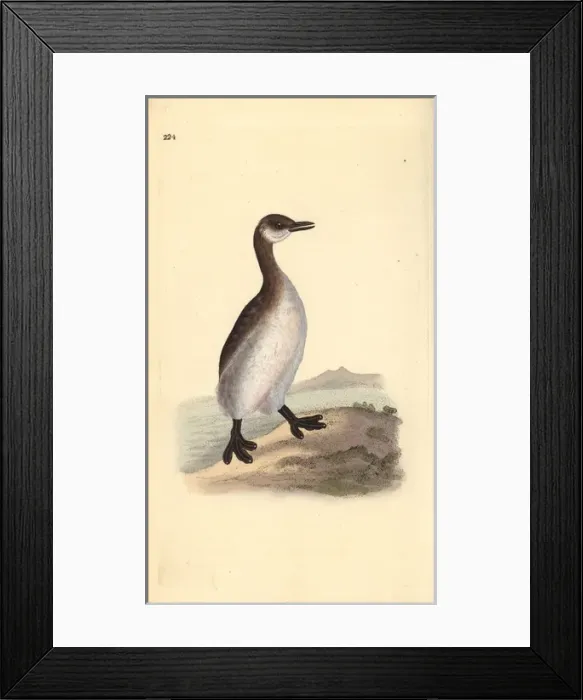 Framed Print : Red-necked grebe (female), Podiceps grisegena Framed Print : Red-necked grebe (female), Podiceps grisegena