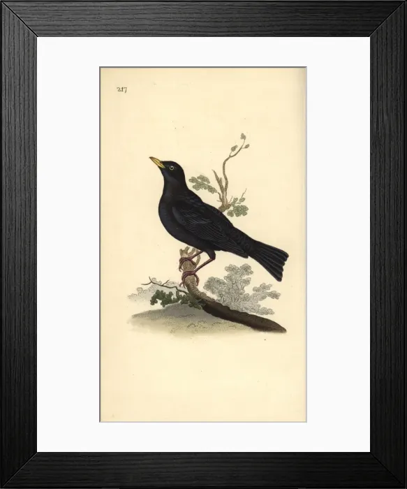 Framed Print : Eurasian blackbird, Turdus merula Framed Print : Eurasian blackbird, Turdus merula
