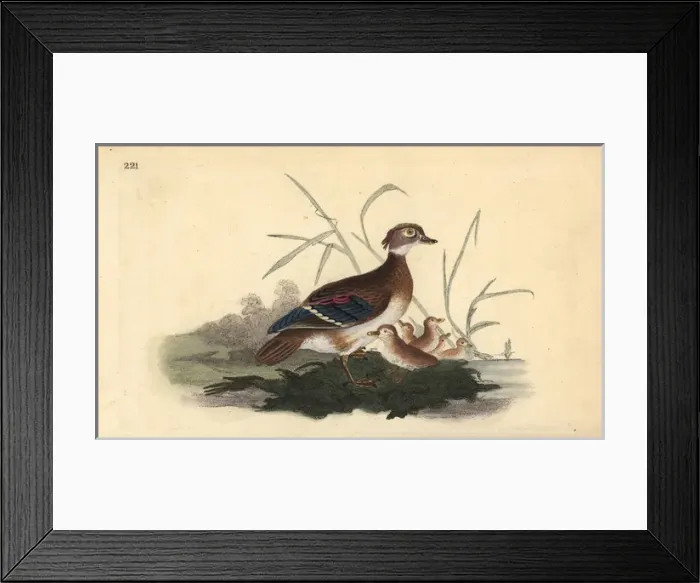Framed Print : American wood duck (female and young), Aix sponsa Framed Print : American wood duck (female and young), Aix sponsa