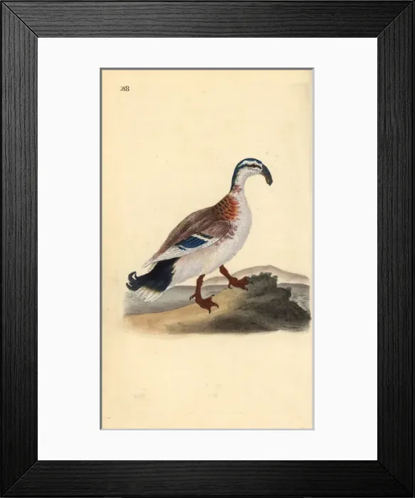 Framed Print : Hook-billed mallard, Anas platyrhynchos Framed Print : Hook-billed mallard, Anas platyrhynchos