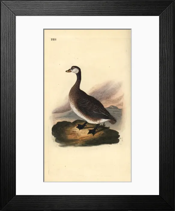 Framed Print : Great northern loon or diver, Gavia immer Framed Print : Great northern loon or diver, Gavia immer