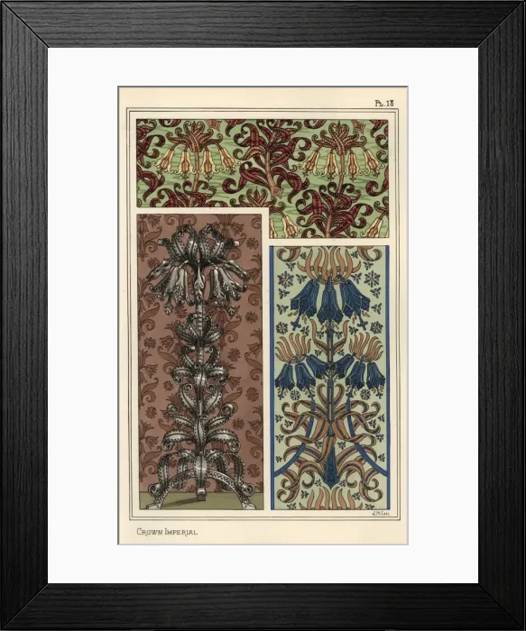 Framed Print : Crown imperial flower, Fritillaria imperialis Framed Print : Crown imperial flower, Fritillaria imperialis